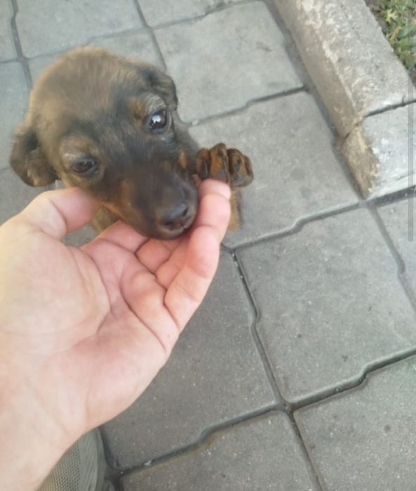 Щенка пристраивает женщина