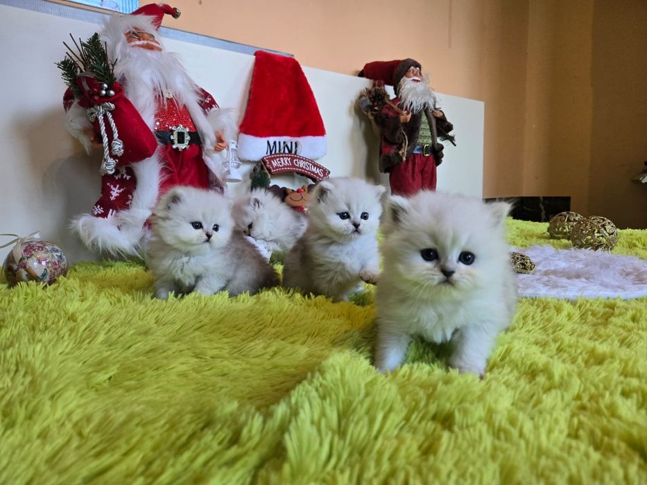 Британски дългокосмести котенца