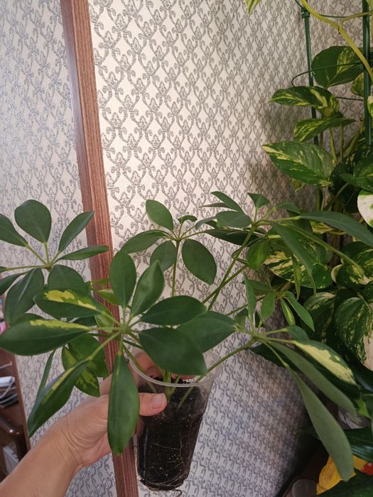 Продам излишки комнатных растений