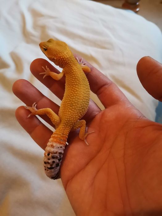 Продавам Леопардов Гекон