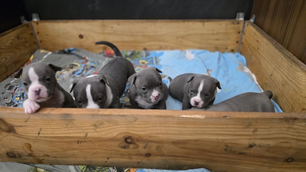 Американско покет були / American pocket bully