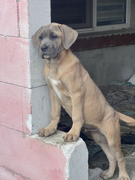 Кане Корсо.