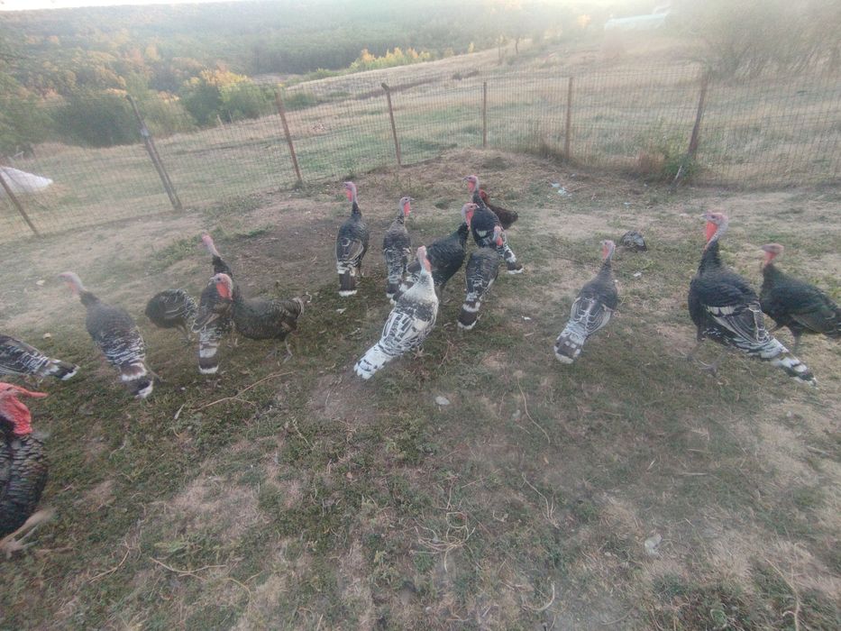 Vând 10 curci urgent