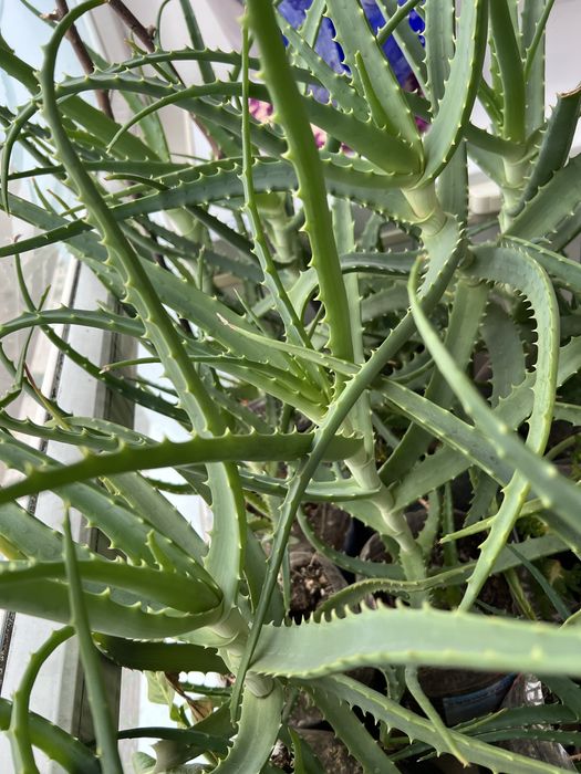 АЛОЭ Столетник 5 лет