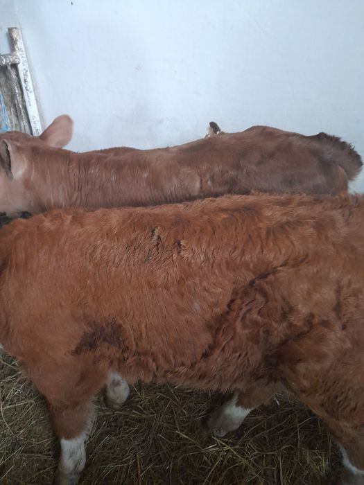 Taurasi si vitea baltati