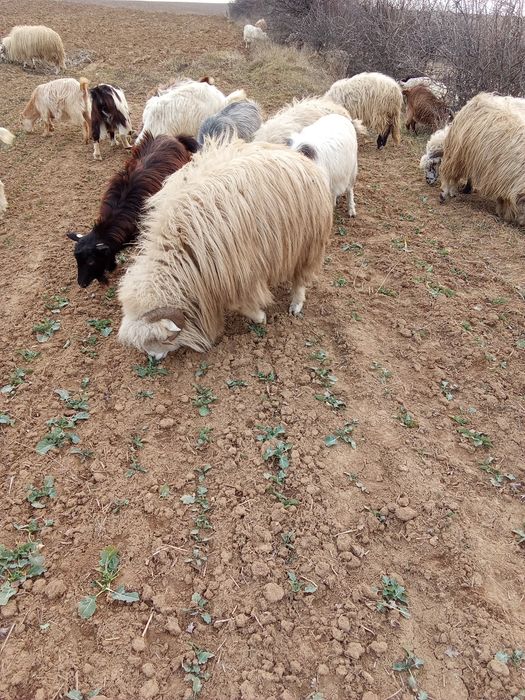 Vând o oaie țurcană