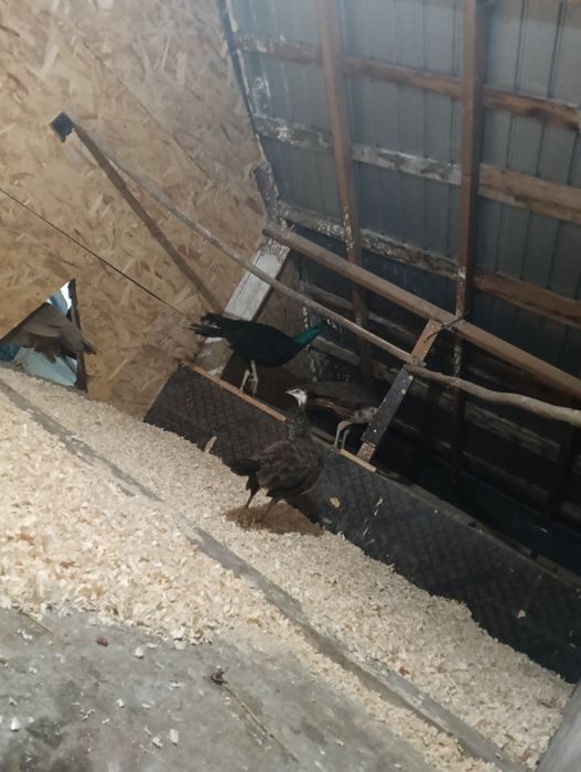 Vând păuni standard