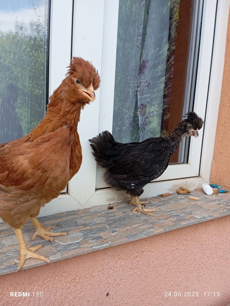 Vând 10 pui moțați