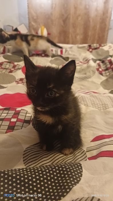 Котята, Даром!В хорошие руки