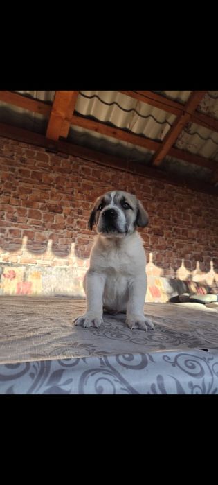 Mascul Ciobanesc de Asia Centralaă