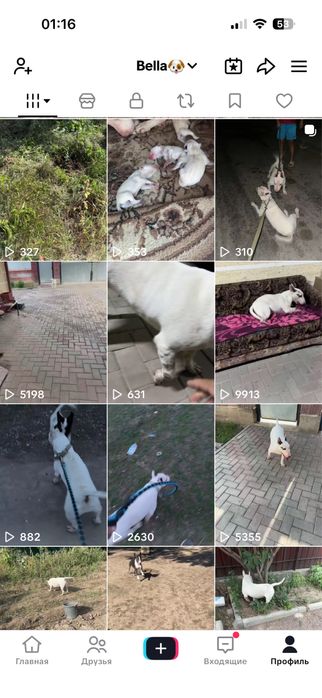 Собака бультерьер