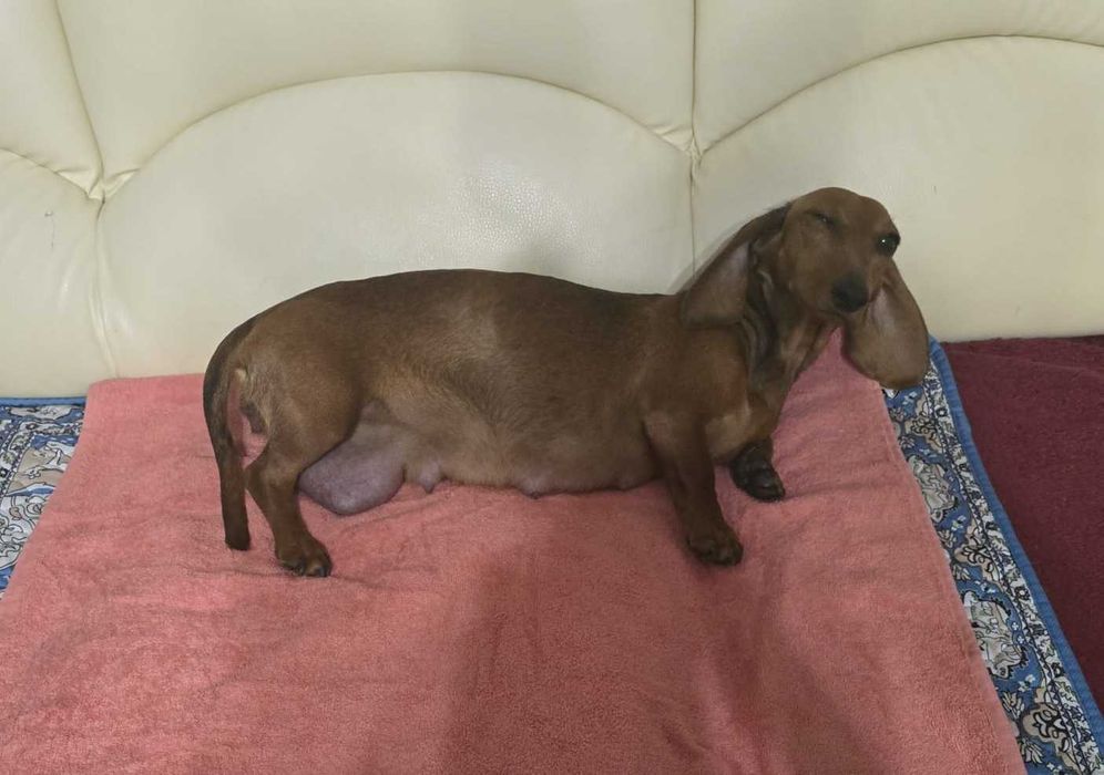 Pui șoricar (Teckel pitic, Dachshund)