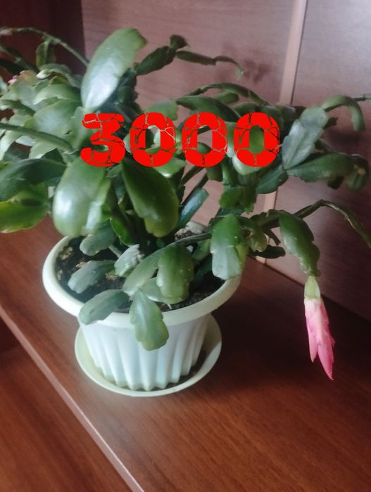 Продам цветы если все вместе в одни руки за 12000.а так цены указаны