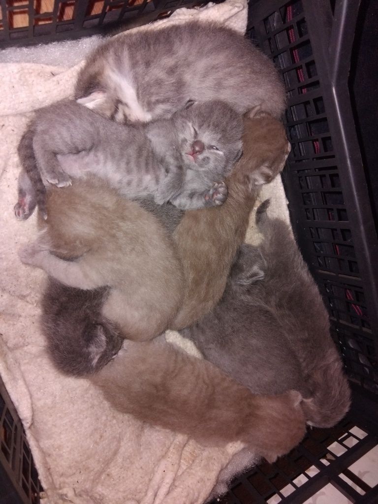 Отдам котят мальчики и девочки