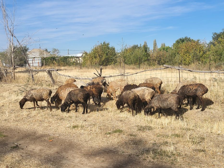 Жас койлар сатылады