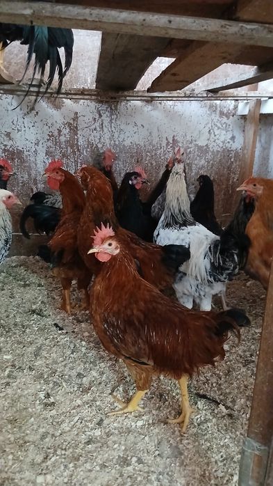 Cocoși italian ameraucana brahma tineret