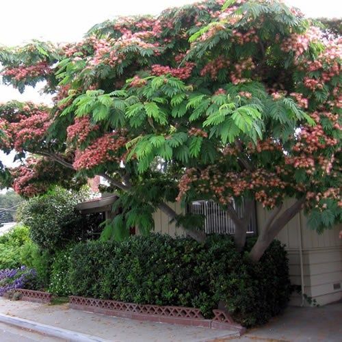 Vând puieți de arbori de matase la ghiveci  mari