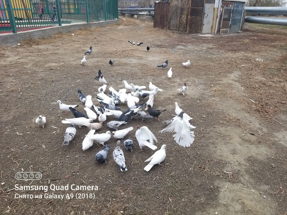 голуби молодёжь этого года на продажу ,разных мастей