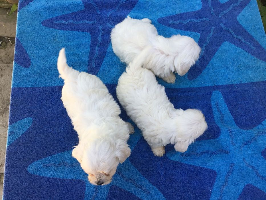 СУПЕР МИНИ Малтийска Болонка Доставка