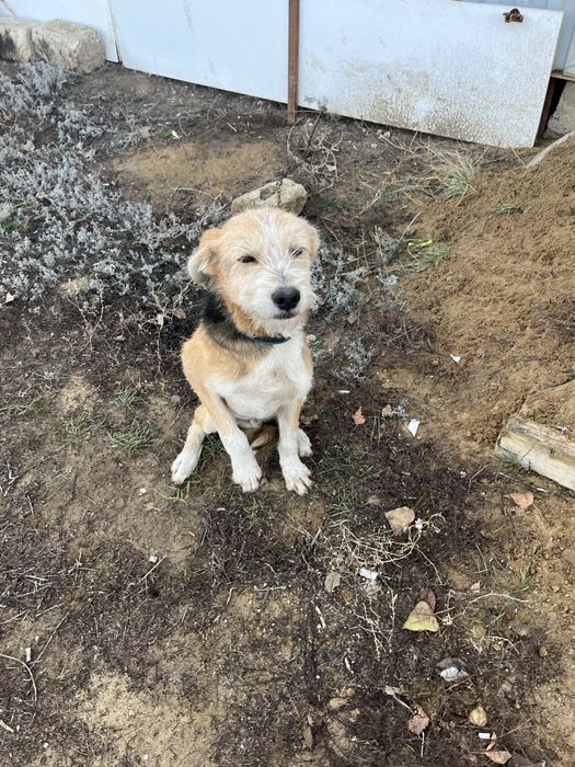 Щенок звонок мальчик