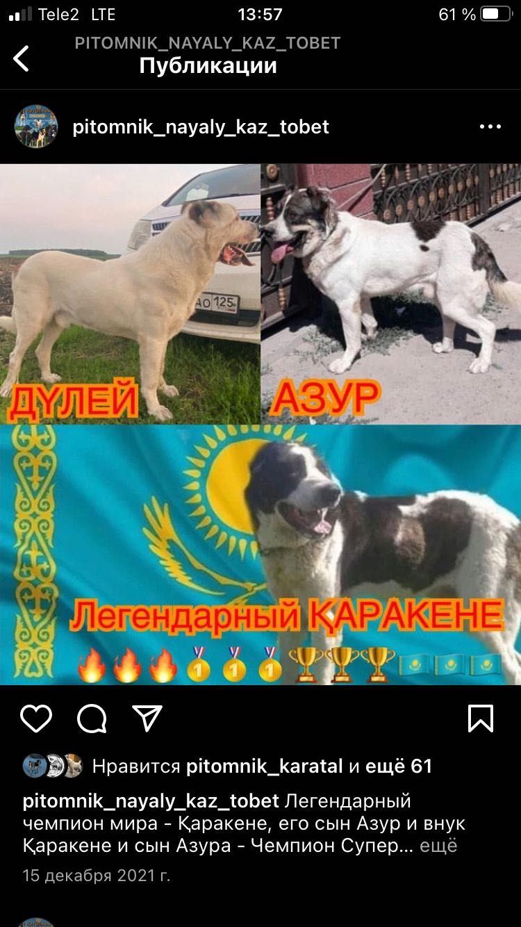 Продам щенка алабая тяжеловеса