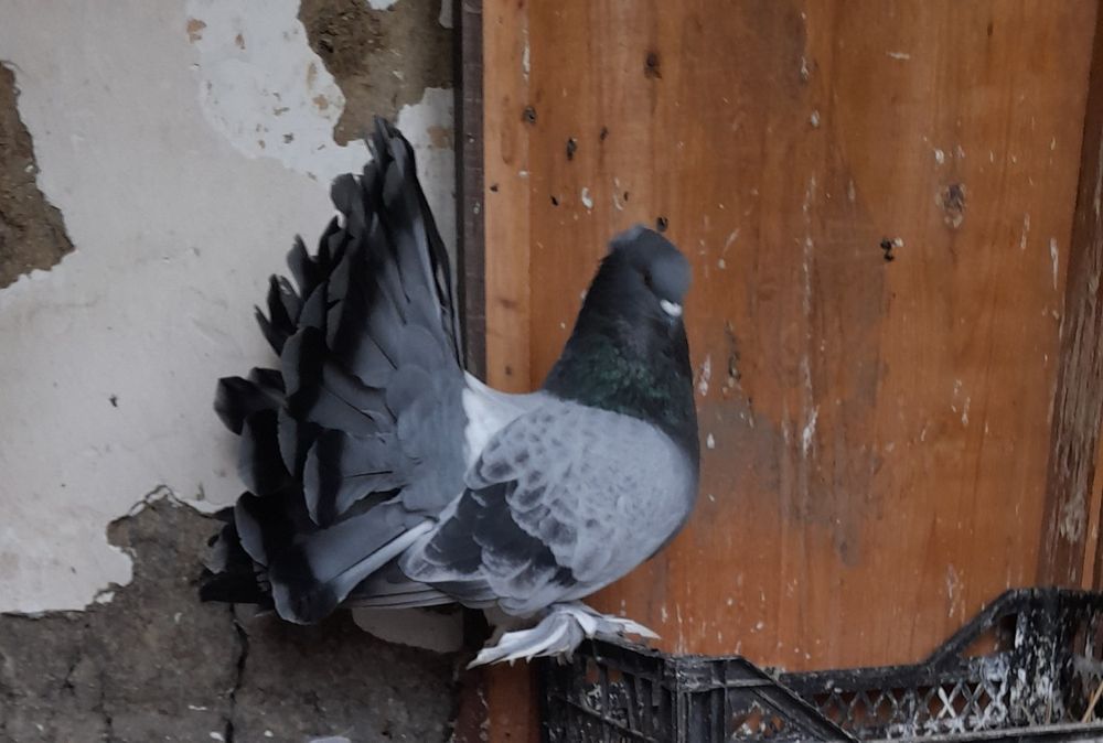 Schimb o pereche de voltati indieni