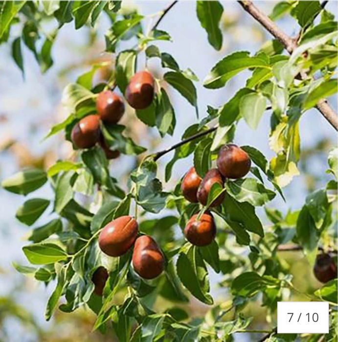 Curmal Chinezesc (Ziziphus jujuba), cu fructe dulci aromate