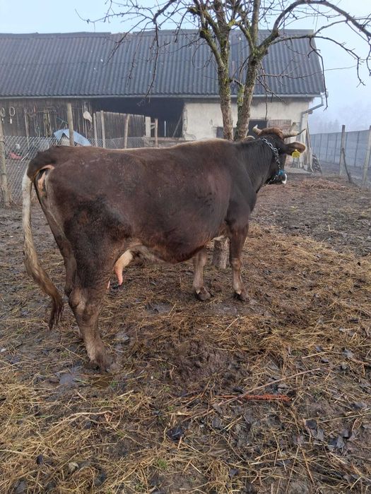 Vacă brună de maramureș