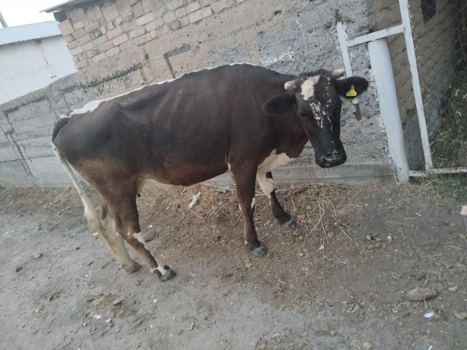 Сиыр сатылады хабарласамыз