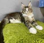 Pisicul maine coon