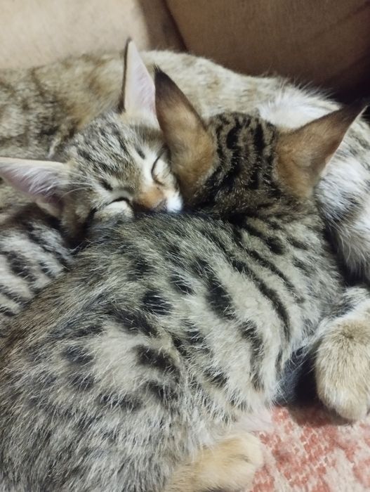 Отдам котят в даром хороший людям заботливым хорошо кушает и пьет