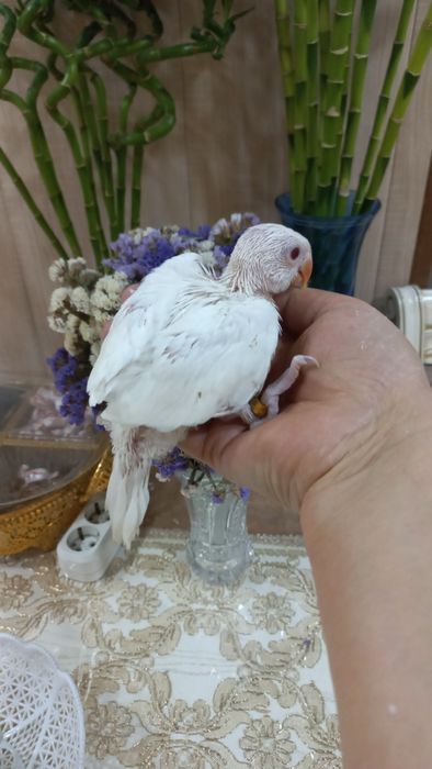 Продаются птенцы Ожирелового попугая.