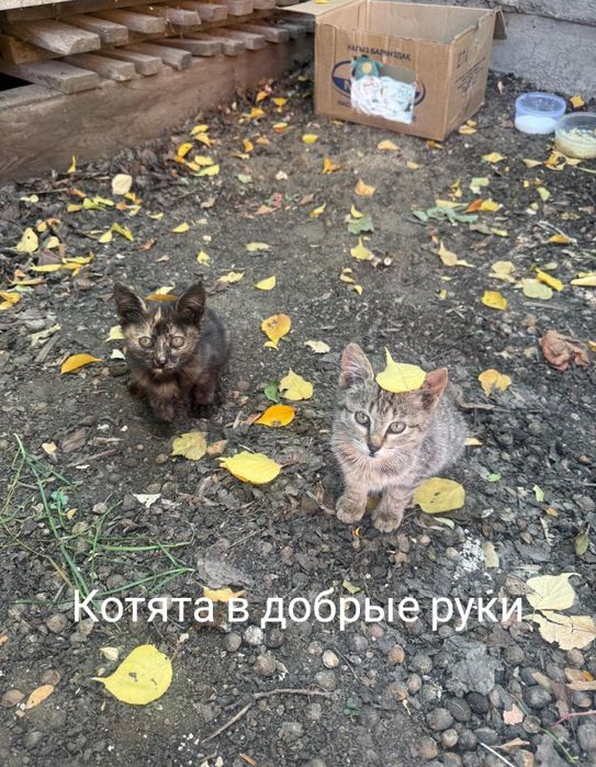 Котята в добрые руки