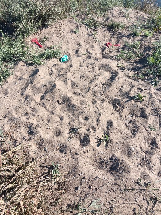 Продам пгс. Граби.