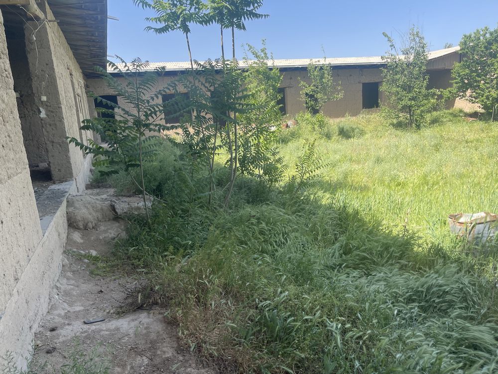 Hovli 12 sutix uyjoyi bilan sotiladi srochni
