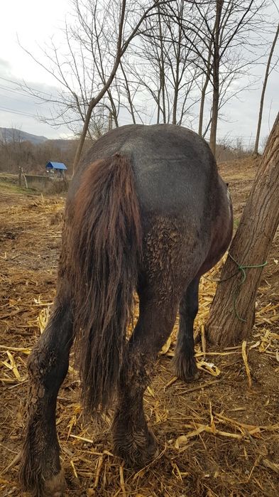 Vând armăsar 4 ani