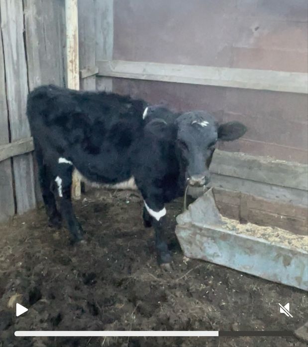 Продам телок по 240000 есть доставка подсосные