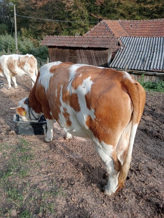 Vind vaca baltata