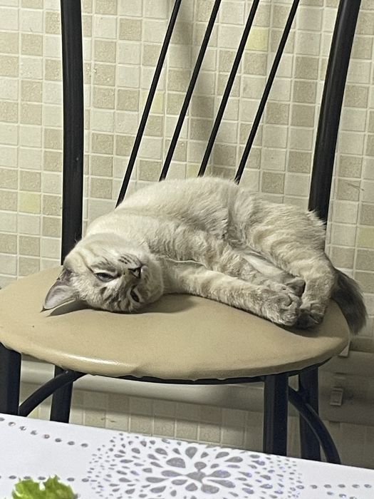 Породистый кот бесплатно