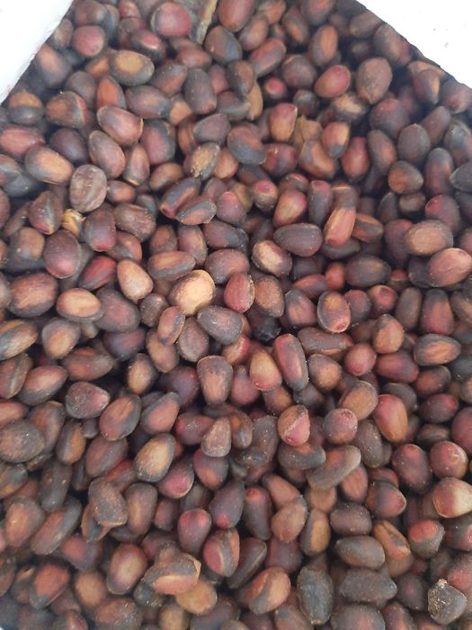 Орехи, кедровые шишки