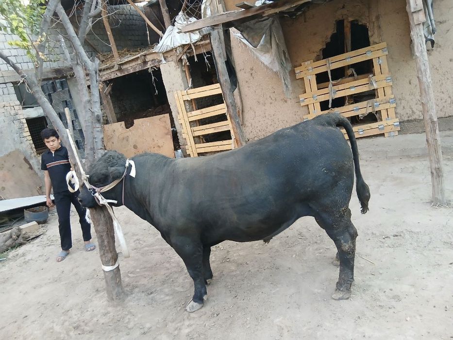 Angus buqa sotiladi