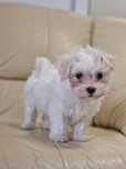 Bichon Maltez rasă pură