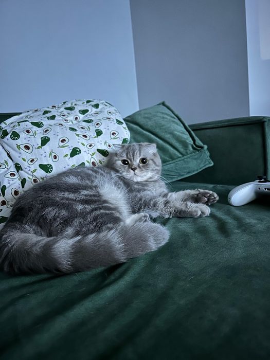 Продам кошку породистую скоттишфолд Шотладская вислоухая.