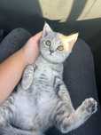 Pisic british shorthair