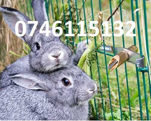 Iepuri-Adapatori Automate Apa Niplu Suzete-Chinchila-Alama+Fier-Nou-R5