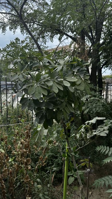 Продам комнатные растения