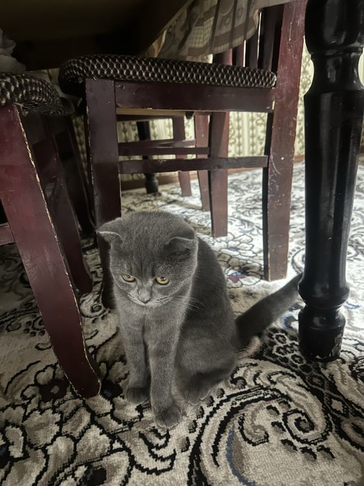 Scotch fold  tozza qon