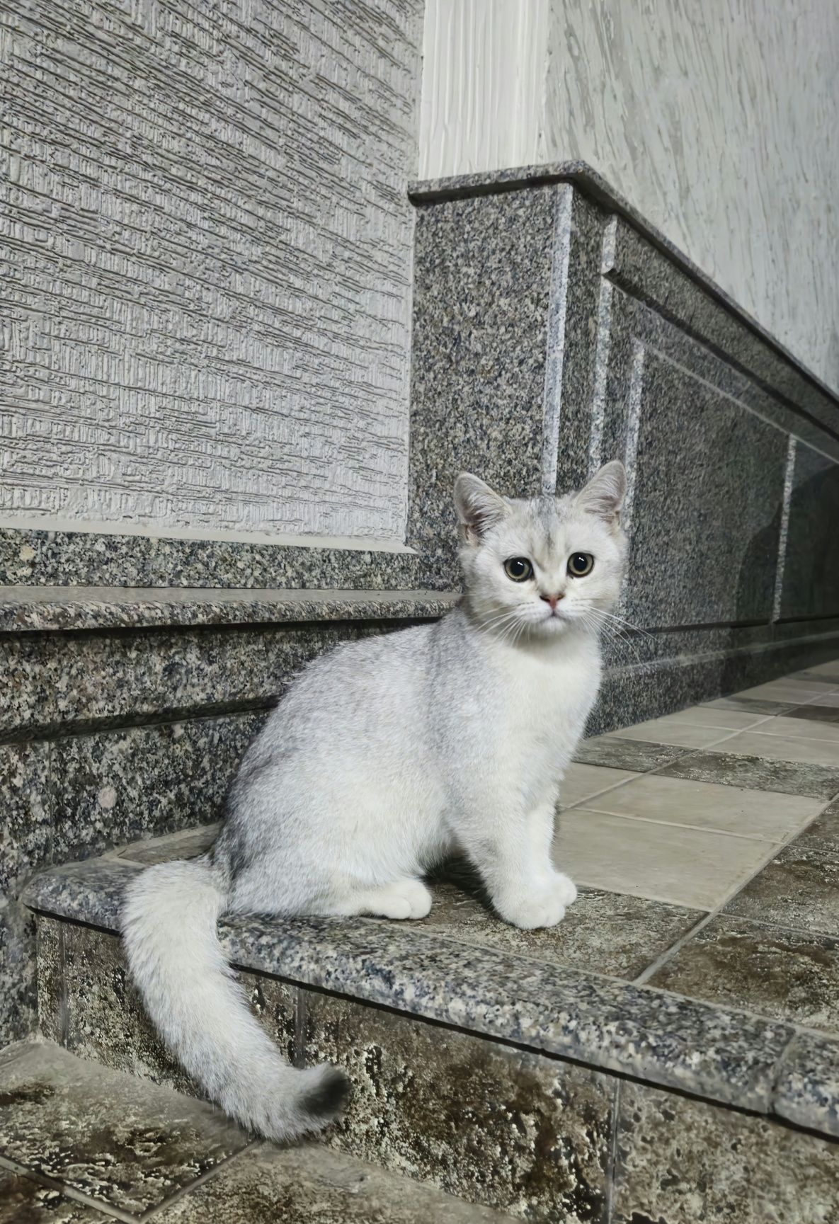 Серебристая шиншила