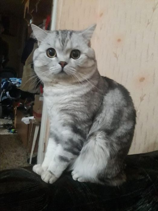 Вязка. Шотландец(скоттиш-страйт)