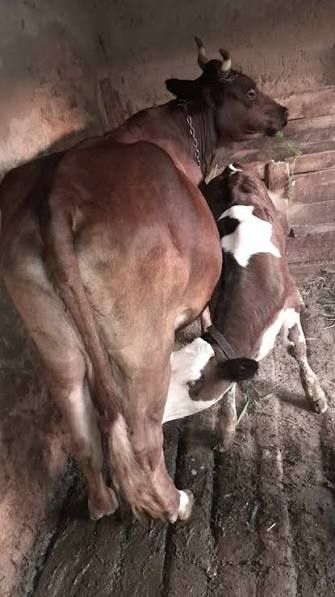 Vand vaca româneasca originală